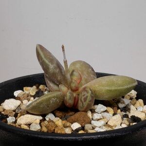 （２４−４１７）アドロミスクス ハリー Adromischus marianiae 'hallii', NE of Skimmelberg