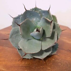 ①【US産】Agave parriy truncata アガベ パリートランカータ アメリカ産 ベアルート チタノタ オテロイ エボリスピナの画像3