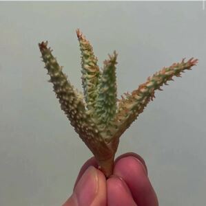 ⑨ Aloe hybrid Tempura aloe temp laTCT Bear route for searching temp la hybrid ka stay roniaewai Lee coyote succulent plant 