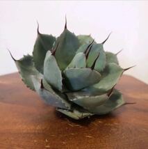 ⑤【US産】Agave parriy truncata アガベ パリートランカータ アメリカ産 ベアルート　チタノタ オテロイ エボリスピナ_画像1