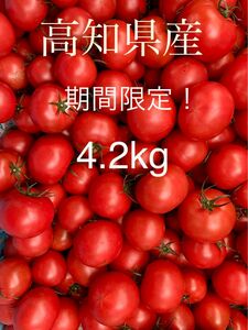 フルーツトマト　4.2kg 高知県産