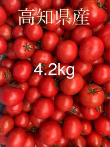 フルーツトマト　4.2kg 高知県産