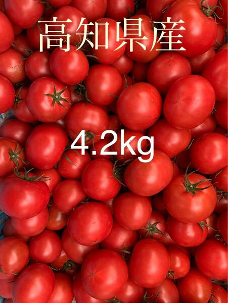 フルーツトマト　4.2kg 高知県産