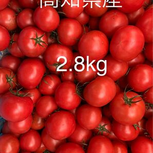フルーツトマト　2.8kg 高知県産