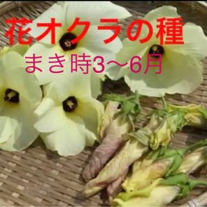 おまけ付き　花オクラの種　無農薬