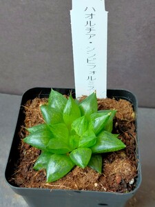 ハオルチア　シンビフォルミス　Haworthia 多肉植物