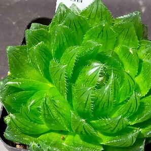 ハオルチア 桜水晶 子株付き  Haworthia 多肉植物 ハオルシアの画像5