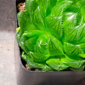 ハオルチア 桜水晶 子株付き  Haworthia 多肉植物 ハオルシアの画像4