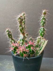 サボテン　オプンティア・インビクタ　　Opuntia invicta　多肉植物　