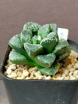 ハオルチア　モルドール　指輪物語　Haworthia 多肉植物 ハオルシア_画像3