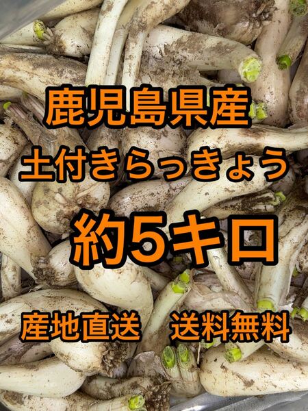 鹿児島県産　土付きらっきょう　約5キロ