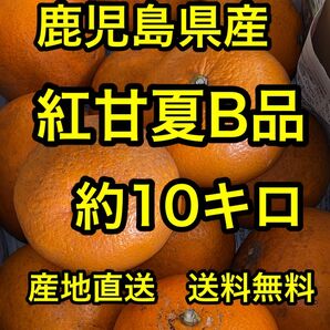 鹿児島県産　紅甘夏B品　約10キロ