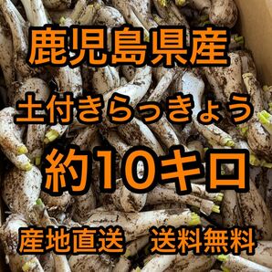 鹿児島県産　土付きらっきょう　約10キロ