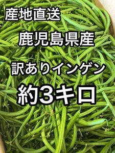 鹿児島県産　訳ありインゲン　約3キロ