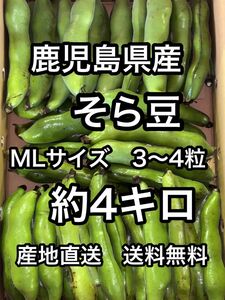 鹿児島県産　そら豆MLサイズ　3〜4粒約4キロ