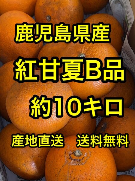 鹿児島県産　紅甘夏B品　約10キロ