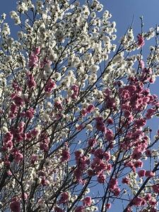 【花桃　ハナモモ】苗木　紅白　立ち性