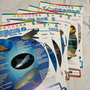 沖縄美ら海水族館非売品観察ガイド8枚セット 海の生き物