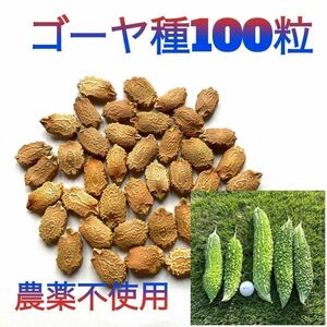 【お得！】ゴーヤの種　厳選100粒