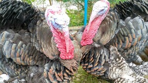 七面鳥　ブラウン　有精卵3個　ワイルドターキー