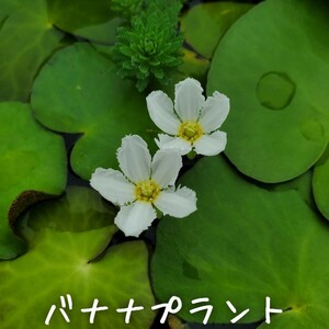 【青い森めだか】水生植物・水草「バナナプラント/ハナガガブタ」３株