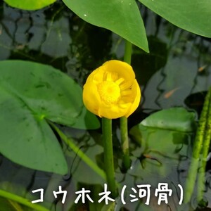 【青い森めだか】水生植物・水草「コウホネ」２株