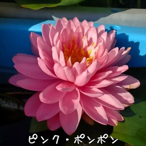 【青い森めだか】耐寒性睡蓮・スイレン・水草「ピンク・ポンポン」１株