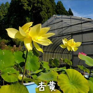 【青い森めだか】花蓮・蓮・水生植物「杏黄」２株