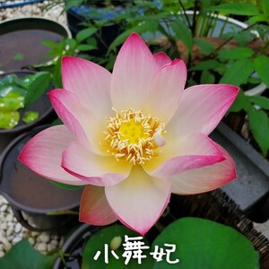 【青い森めだか】花蓮・蓮・水生植物「小舞妃」２株