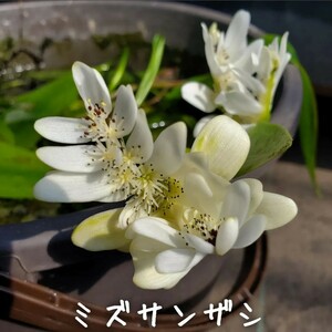 【青い森めだか】水生植物・水草「ミズサンザシ」４株