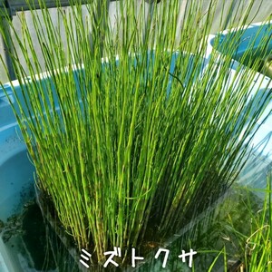 【青い森めだか】水生植物・水草「ミズトクサ」１束