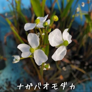 【青い森めだか】水生植物・水草「ナガバオモダカ」４株