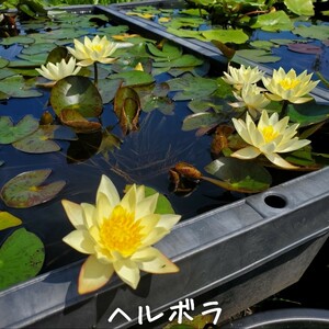 【青い森めだか】姫睡蓮・スイレン・水草「ヘルボラ」１株