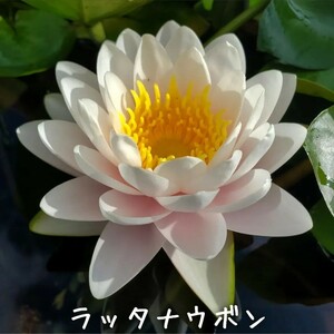 【青い森めだか】耐寒性睡蓮・スイレン・水草「ラッタナウボン」１株
