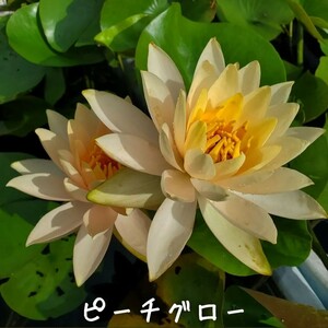 【青い森めだか】耐寒性睡蓮・スイレン・水草「ピーチグロー」１株