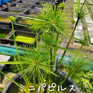 【青い森めだか】水生植物・水草「ミニパピルス」１株
