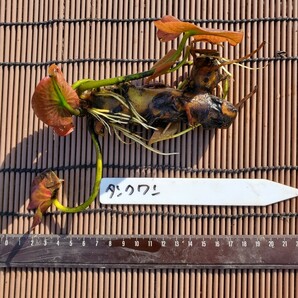 【青い森めだか】耐寒性睡蓮・スイレン・水草「タンクワン」１株の画像2
