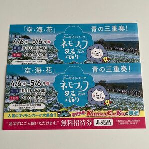 ネモフィラ祭り 2024 無料招待券　2枚