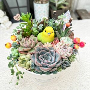 可愛い幸せのキイロイインコさん♪ 多肉植物寄せ植え　プレゼント