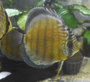 * green discus red spot M size *