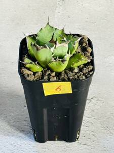 THD06 [Rin.] agave chitanotadowa-fagave titanota dwarf departure root ending pot. .. shipping inspection ) or is ka.. dragon 