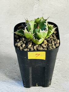 THD07 [Rin.] agave chitanotadowa-fagave titanota dwarf departure root ending pot. .. shipping inspection ) or is ka.. dragon 