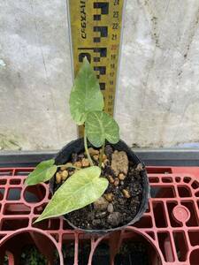  Alocasia odora . entering yellow .