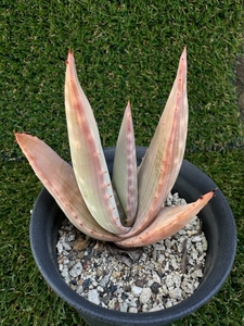 Aloe karasbergensis алоэ kalas bell gensis корень имеется 