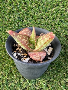 アロエ ガリエペンシス Aloe gariepensis sp. 根付き 