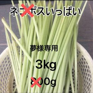 夢様専用　天然物　ふき　3kg