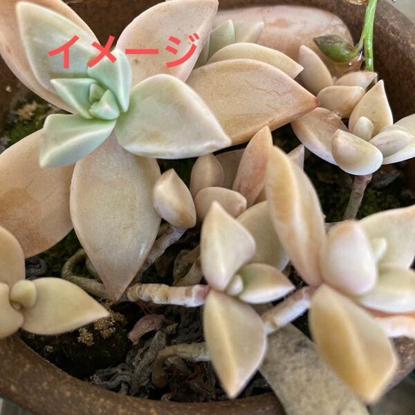 朧月 発根済み 多肉植物 カット苗 おまけ 風船カズラの種 または セダム