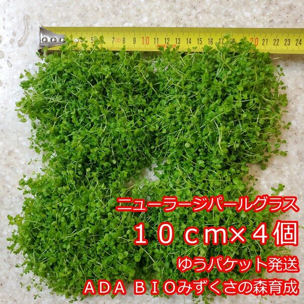 ニューラージパールグラス　１０ｃｍ×４個　ADA　水草　前景草　ゆうパケット発送