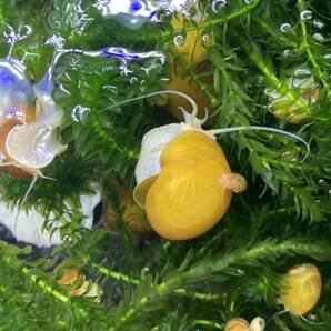 ゴールデンアップルスネール 小サイズ 5匹 コケ取り ラムズホーン タニシ メダカ 熱帯魚 水質浄化 の画像1