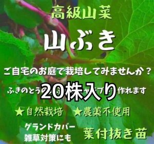 蕗の薹　ふきのとう苗　　20株入り　　天然　自然栽培の山蕗　お料理やグランドカバーにおすすめです